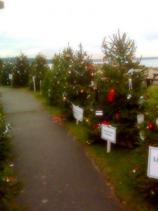 40by40 Christmas Trees at the Seawall